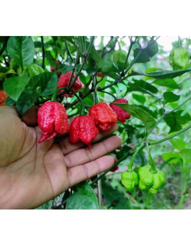100 Semillas de Chile Carolina reaper rojo...