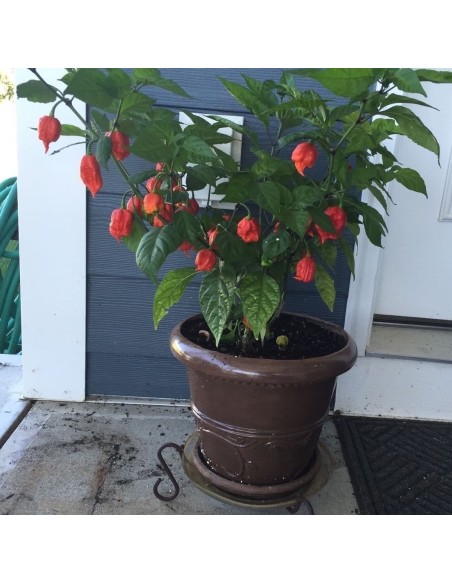 100 Semillas de Chile Carolina reaper rojo (Capsicum chinense) Frescas y listas para germinar. 100% Organicas