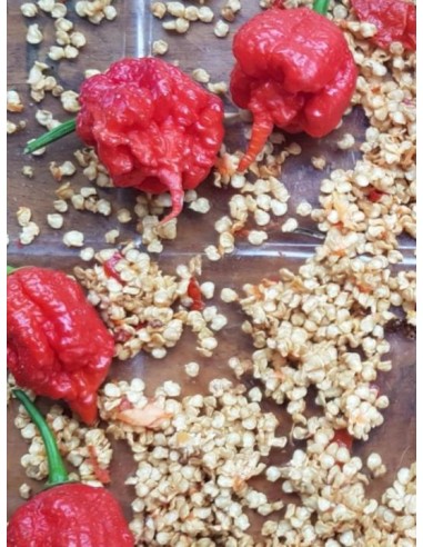 100 Semillas de Chile Carolina reaper rojo (Capsicum chinense) Frescas y listas para germinar. 100% Organicas