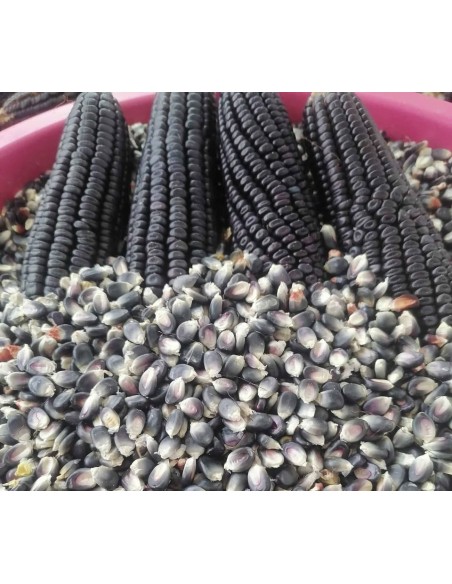 100 Black Corn ''Centro de Mexico'' Zea mays - Corn criollos sale