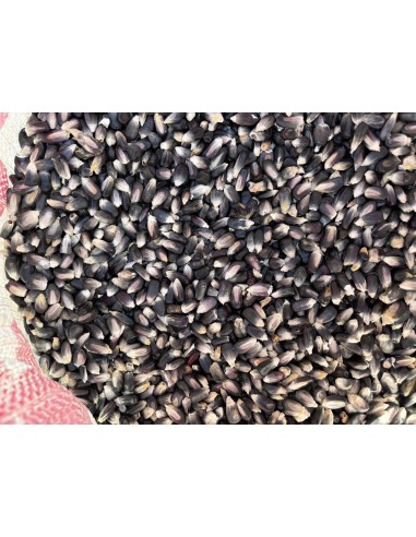 100 Black Corn ''Centro de Mexico'' Zea mays -...