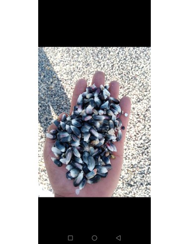 100 Black Corn ''Centro de Mexico'' Zea mays -...
