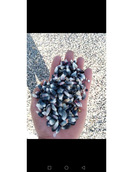 100 Semillas de Maiz negro ''Centro de Mexico'' Zea mays - Maices criollos venta