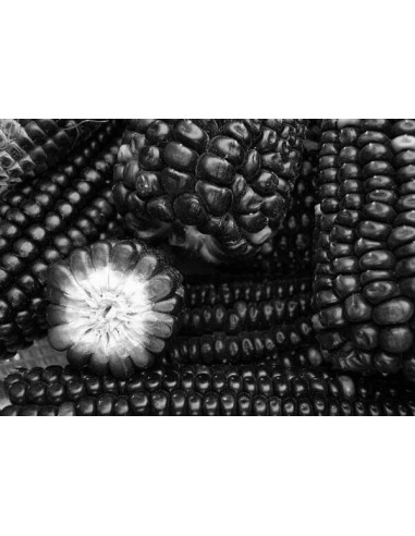 100 Black Corn ''Centro de Mexico'' Zea mays -...