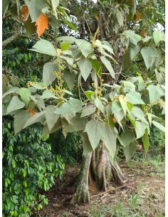 1 Arbol de Sangre de dragon... 2