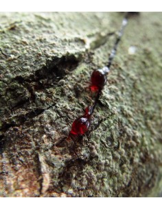 1 Arbol de Sangre de dragon...