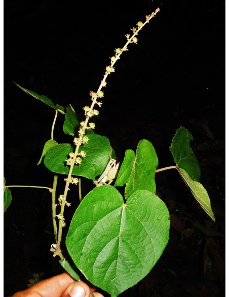 1 Arbol de Sangre de dragon anticancerigeno- (Croton lechleri) Arbol medicinal comprar aqui -