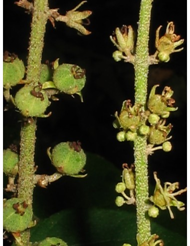 1 Arbol de Sangre de dragon anticancerigeno-...