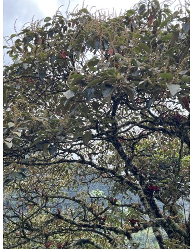 1 Arbol de Sangre de dragon anticancerigeno-...