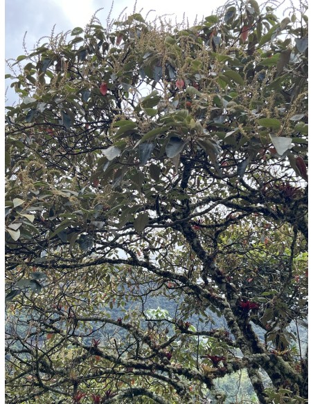 1 Arbol de Sangre de dragon anticancerigeno- (Croton lechleri) Arbol medicinal comprar aqui -