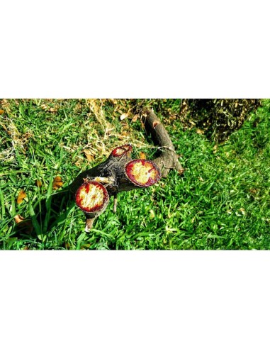 1 Arbol de Sangre de dragon anticancerigeno-...