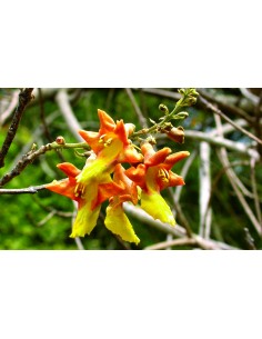 1 Arbolito de Melina (Gmelina arborea) ''Gamhar'' arboles forestales y maderables -  Venta de vivero