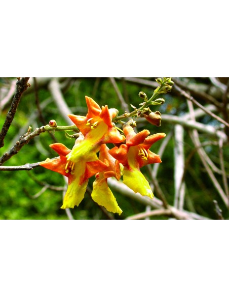 1 Arbolito de Melina (Gmelina arborea) ''Gamhar'' arboles forestales y maderables -  Venta de vivero