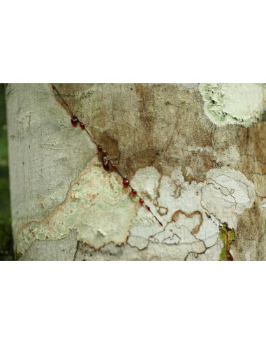 1 Arbol de Sangre de dragon anticancerigeno-...