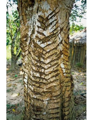 1 Arbol de Sangre de dragon anticancerigeno-...