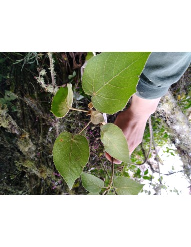 1 Arbol de Sangre de dragon anticancerigeno-...