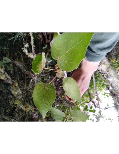 1 Arbol de Sangre de dragon anticancerigeno- (Croton lechleri) Arbol medicinal comprar aqui -