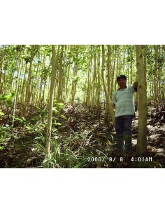 1 Arbolito de Melina (Gmelina arborea) ''Gamhar'' arboles forestales y maderables -  Venta de vivero 2