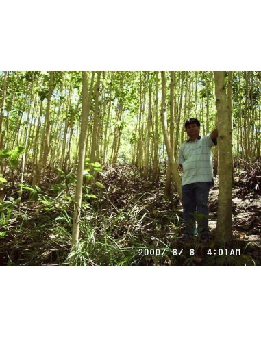 1 Gmelina arborea (Melina) Live tree - The best tropical trees for sale  The greens shop company