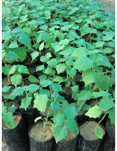 1 Gmelina arborea (Melina) Live tree - The best tropical trees for sale  The greens shop company