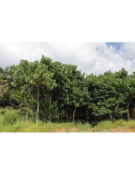 1 Arbolito de Melina (Gmelina arborea) ''Gamhar'' arboles forestales y maderables -  Venta de vivero