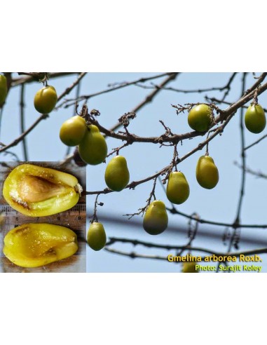 1 Gmelina arborea (Melina) Live tree - The best tropical trees for sale  The greens shop company