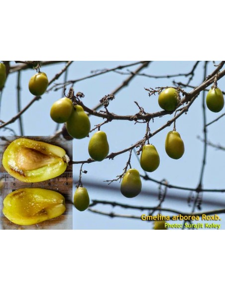 1 Gmelina arborea (Melina) Live tree - The best tropical trees for sale  The greens shop company 1 Gmelina arborea (Melina) Live tree - The best tropical trees for sale  The greens shop company