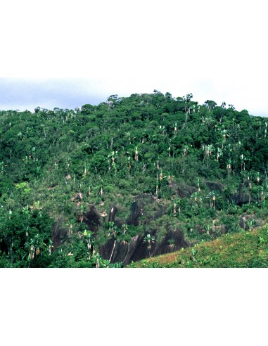 1 Palma del Viajero (Ravenala madagascariensis) Venta en mexico de Ravenala - Palma o arbol del viajero exotico y raro.