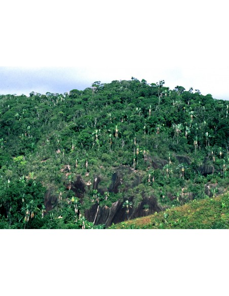 1 Traveler's palm (Ravenala madagascariensis) Live plants for sale - Nurseries 1 Traveler's palm (Ravenala madagascariensis) Live plants for sale - Nurseries