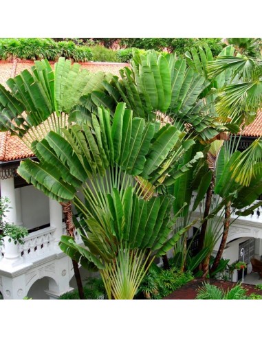 1 Palma del Viajero (Ravenala madagascariensis) Venta en mexico de Ravenala - Palma o arbol del viajero exotico y raro.