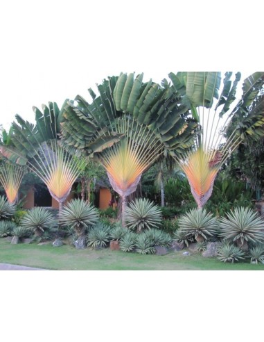 1 Traveler's palm (Ravenala madagascariensis) Live plants for sale - Nurseries