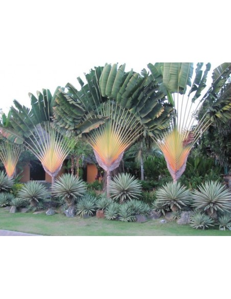 1 Palma del Viajero (Ravenala madagascariensis) Venta en mexico de Ravenala - Palma o arbol del viajero exotico y raro.