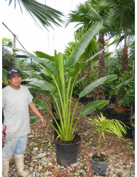 1 Palma del Viajero (Ravenala madagascariensis) Venta en mexico de Ravenala - Palma o arbol del viajero exotico y raro.