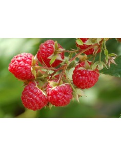 1 Common red Raspberrie plant (Rubus idaeus)  live from Mexico