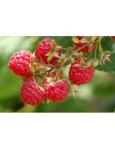 1 Planta de Frambuesa roja (Rhubus idaeus) Variedad comun  Frambuesa planta de vivero venta en Mexico