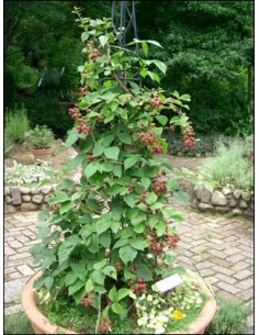1 Planta de Frambuesa roja (Rhubus idaeus) Variedad comun  Frambuesa planta de vivero venta en Mexico 2
