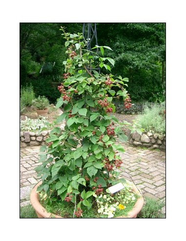 1 Planta de Frambuesa roja (Rhubus idaeus) Variedad comun  Frambuesa planta de vivero venta en Mexico