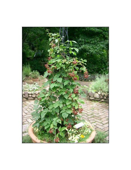 1 Common red Raspberrie plant (Rubus idaeus)  live from Mexico