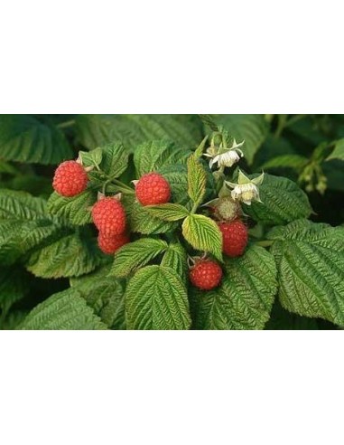 1 Common red Raspberrie plant (Rubus idaeus)  live from Mexico