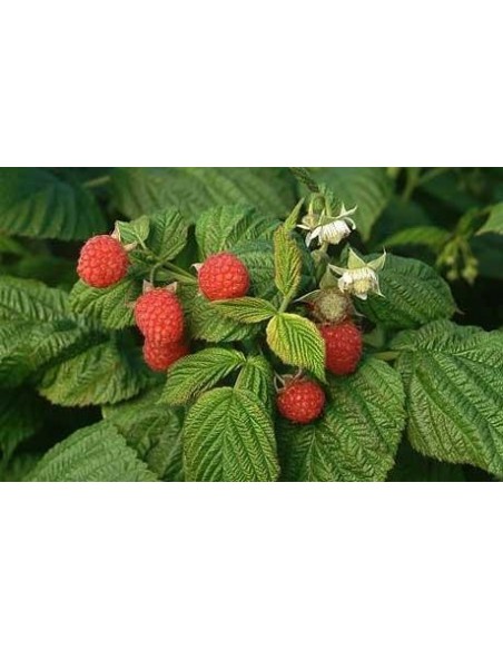 1 Common red Raspberrie plant (Rubus idaeus)  live from Mexico