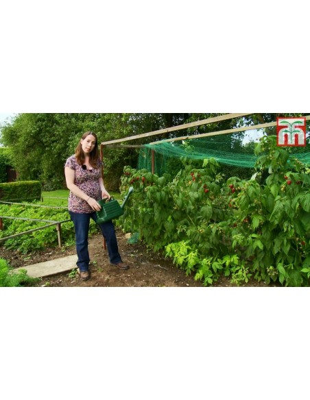 1 Common red Raspberrie plant (Rubus idaeus)  live from Mexico