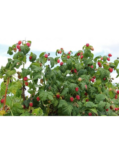 1 Planta de Frambuesa roja (Rhubus idaeus) Variedad comun  Frambuesa planta de vivero venta en Mexico