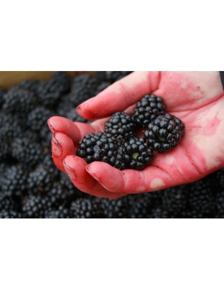 1 Common Black berry bush (Rubus ulmifolius) Common zarza or zaraza fruit plant Greens shop co. Exotic fruits of the world.