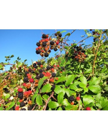 1 Planta de Zarzamora negra con espinas (Rubus ulmifolius) Variedades de Zarzamora de estados unidos y mas.