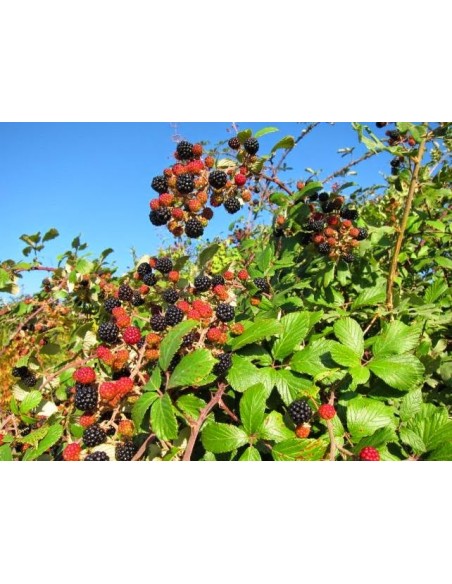 1 Planta de Zarzamora negra con espinas (Rubus ulmifolius) Variedades de Zarzamora de estados unidos y mas.