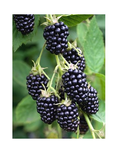 1 Common Black berry bush (Rubus ulmifolius) Common zarza or zaraza fruit plant Greens shop co. Exotic fruits of the world.