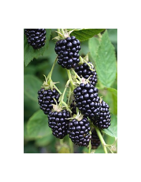 1 Common Black berry bush (Rubus ulmifolius) Common zarza or zaraza fruit plant Greens shop co. Exotic fruits of the world.
