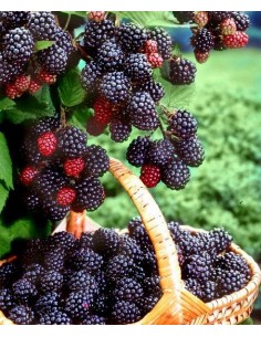 1 Common Black berry bush (Rubus ulmifolius) Common zarza or zaraza fruit plant Greens shop co. Exotic fruits of the world.