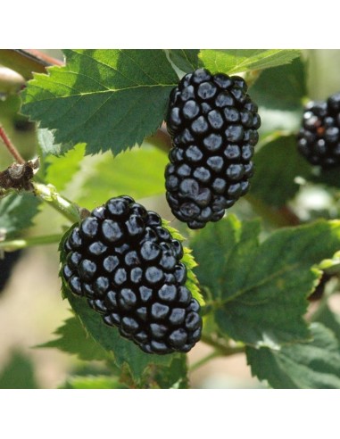 1 Common Black berry bush (Rubus ulmifolius) Common zarza or zaraza fruit plant Greens shop co. Exotic fruits of the world.