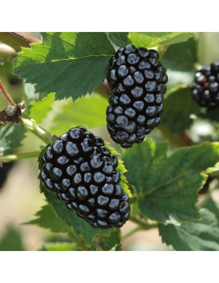 1 Common Black berry bush (Rubus ulmifolius) Common zarza or zaraza fruit plant Greens shop co. Exotic fruits of the world.